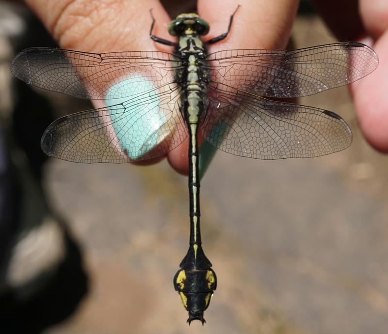 Photo of Skillet Clubtail