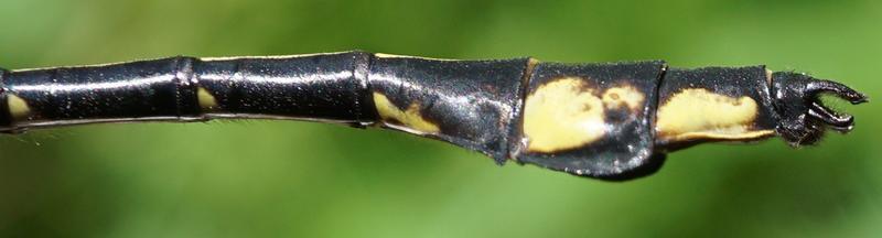 Photo of Skillet Clubtail