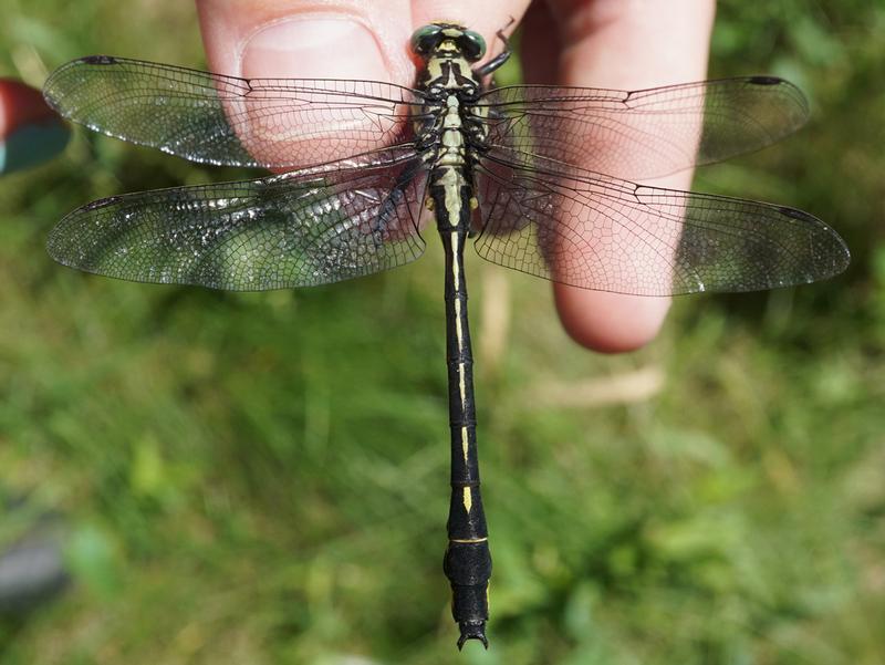 Photo of Splendid Clubtail