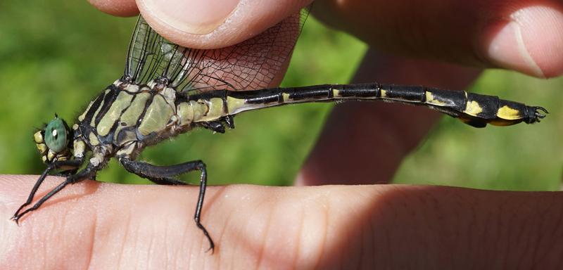 Photo of Splendid Clubtail