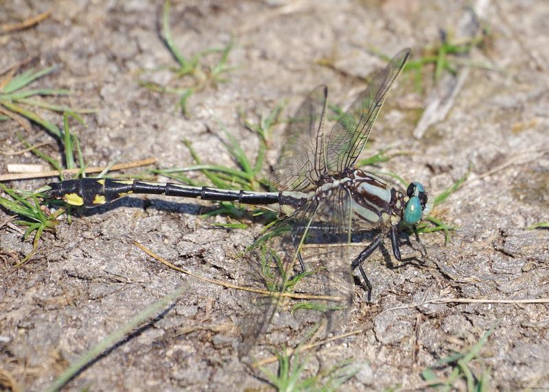 Photo of Midland Clubtail