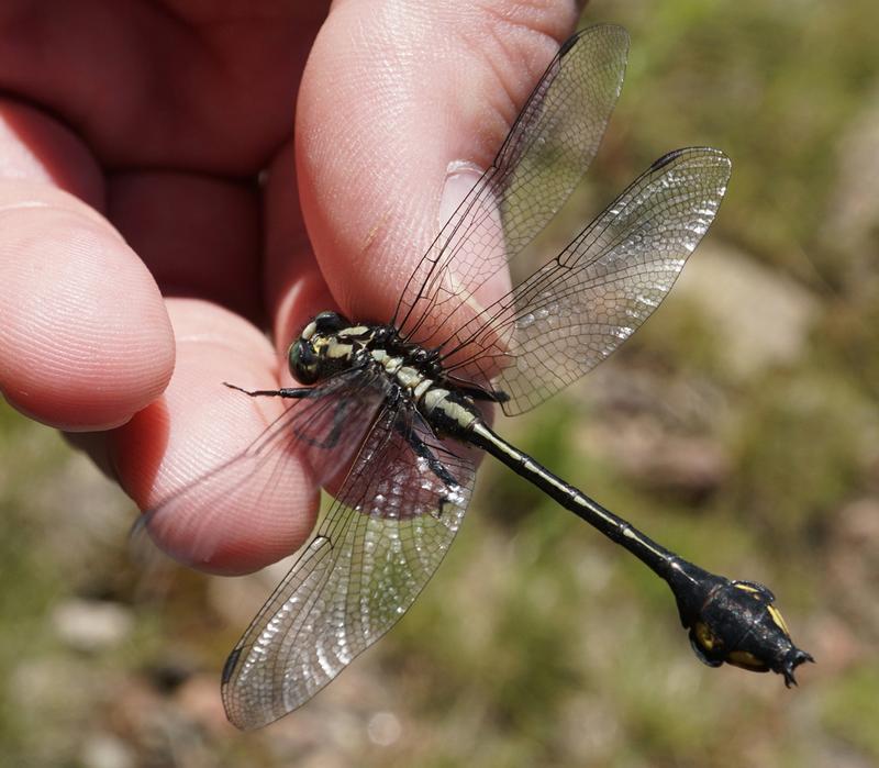 Photo of Skillet Clubtail