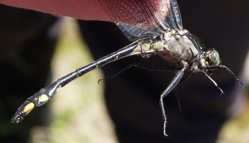 Photo of Skillet Clubtail