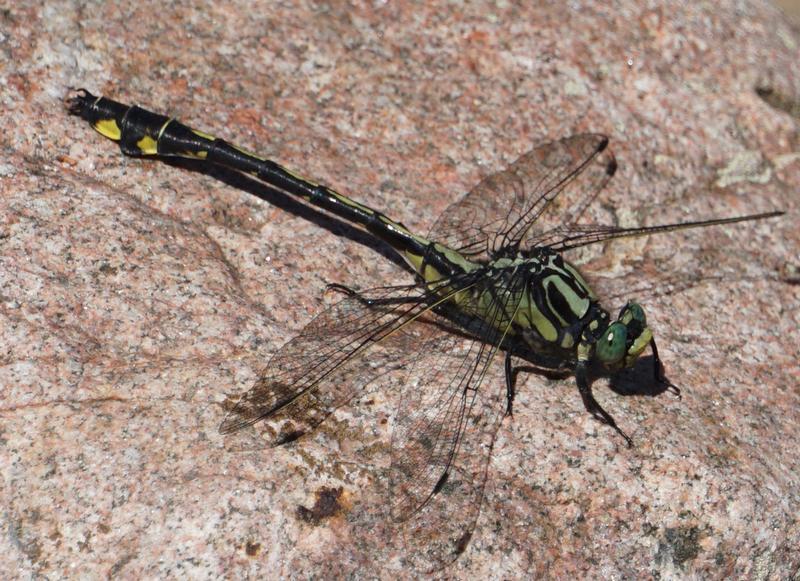 Photo of Splendid Clubtail