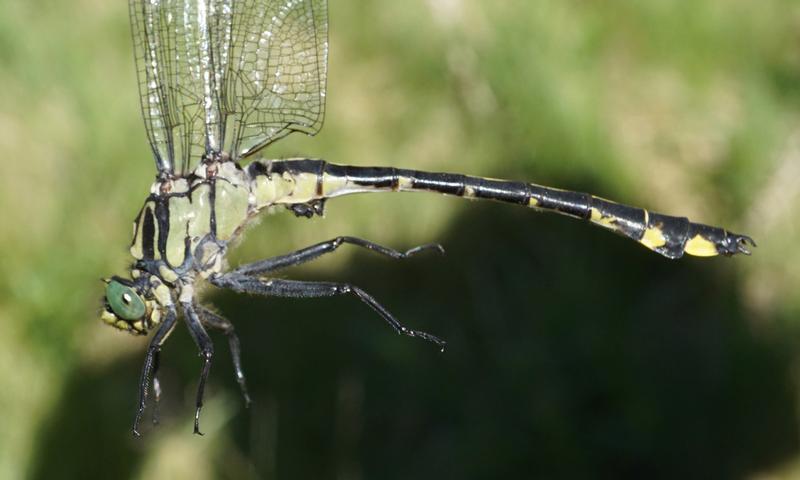 Photo of Splendid Clubtail