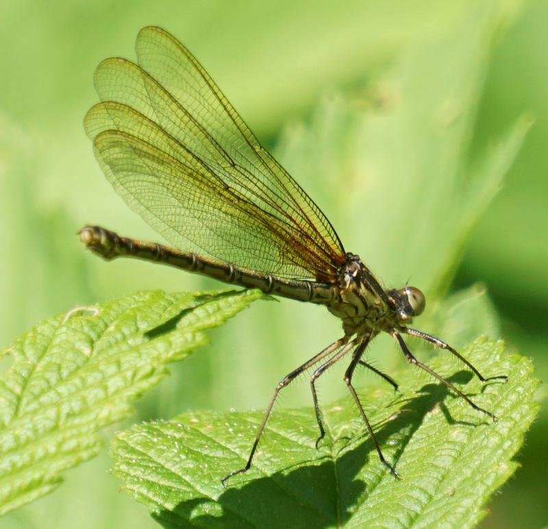 Photo of American Rubyspot