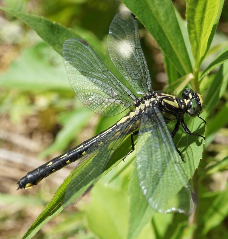 Photo of Green-faced Clubtail