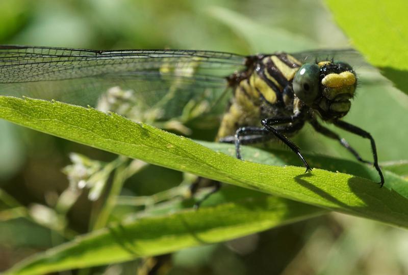 Photo of Green-faced Clubtail