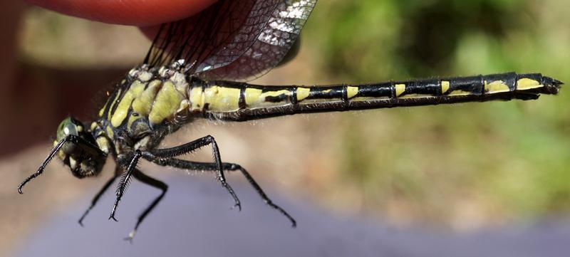 Photo of Green-faced Clubtail