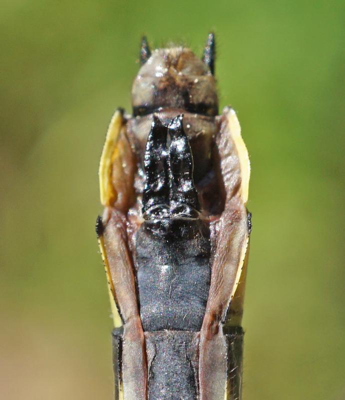 Photo of Green-faced Clubtail