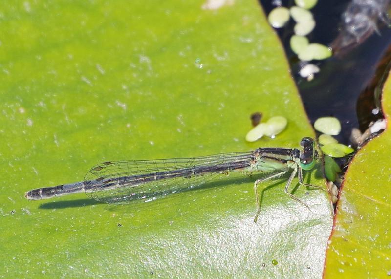 Photo of Eastern Forktail