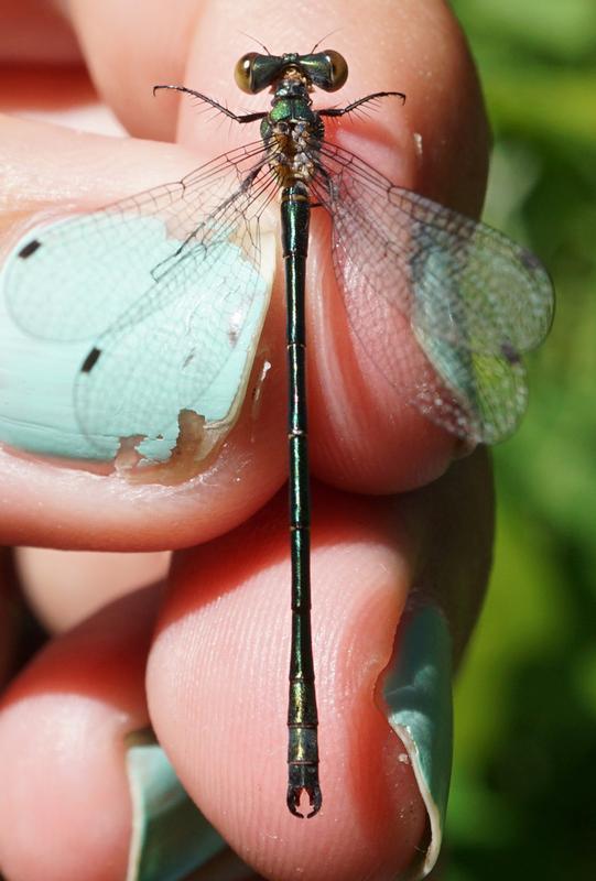 Photo of Emerald Spreadwing