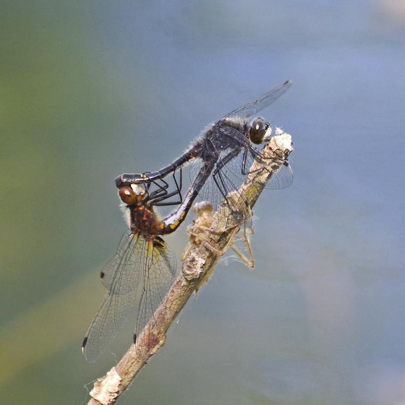 Photo of Dot-tailed Whiteface