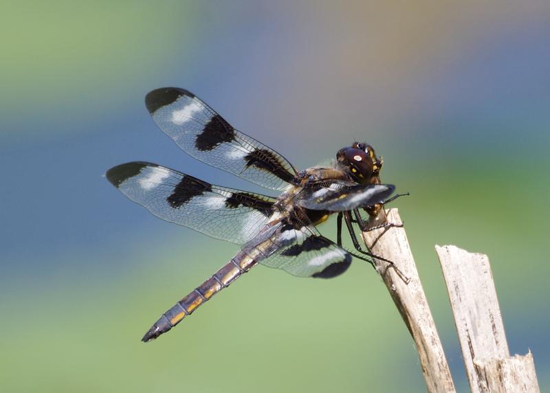 Photo of Twelve-spotted Skimmer