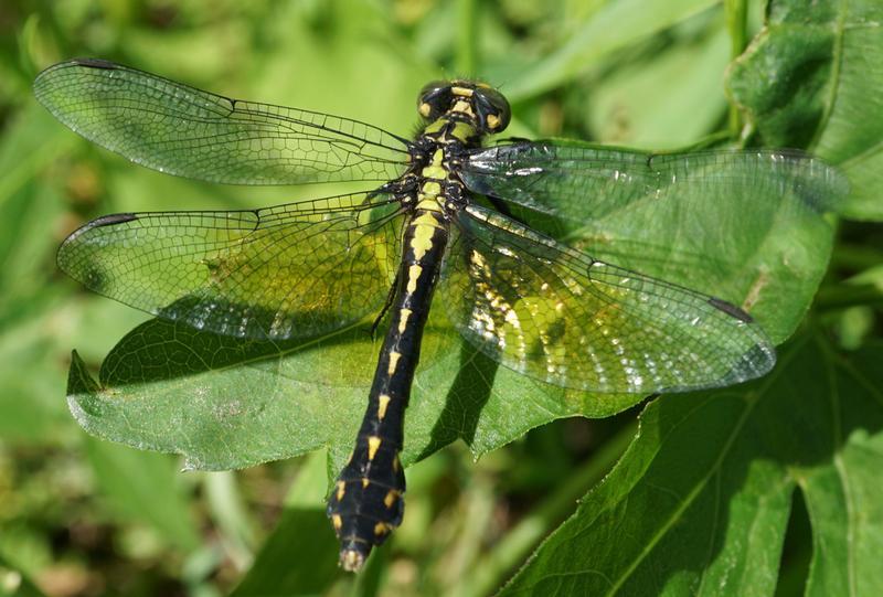 Photo of Pygmy Snaketail