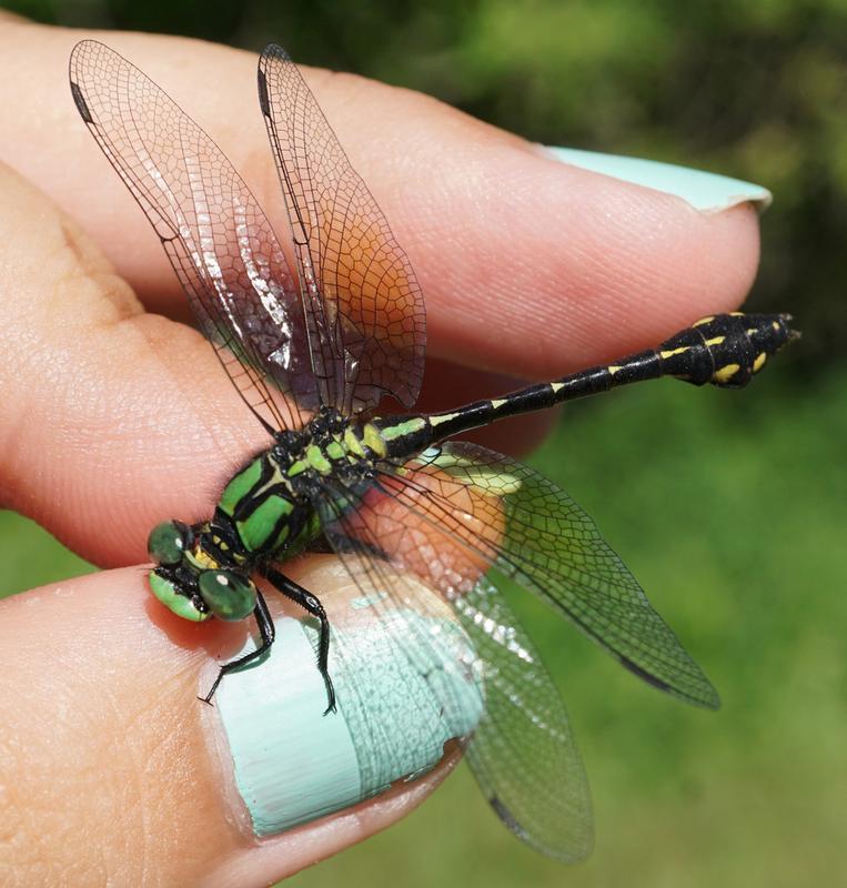 Photo of Pygmy Snaketail