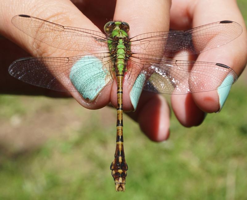 Photo of Rusty Snaketail