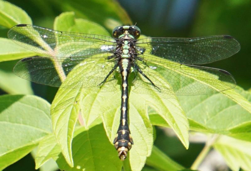 Photo of St. Croix Snaketail