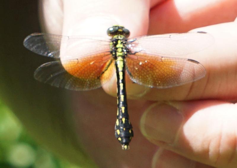 Photo of Pygmy Snaketail