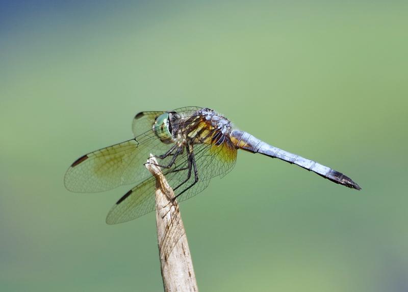 Photo of Blue Dasher