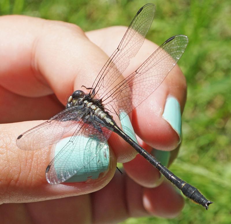 Photo of Rapids Clubtail