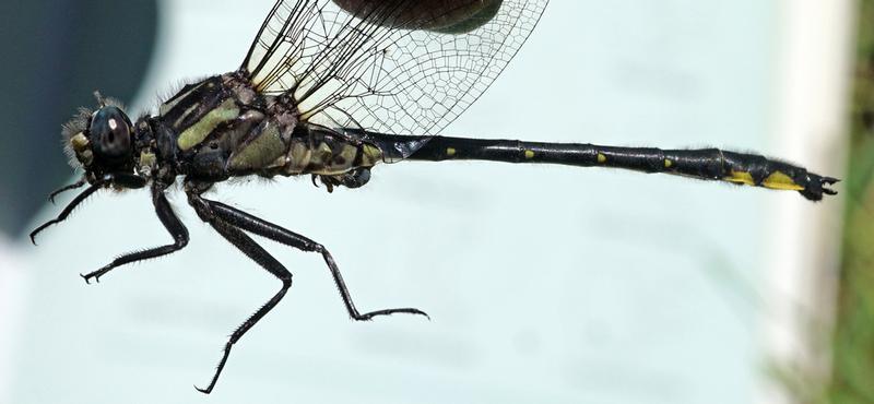 Photo of Rapids Clubtail