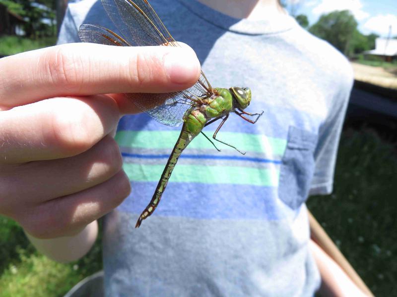 Photo of Common Green Darner