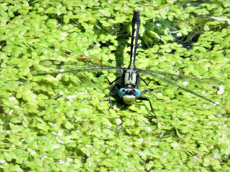 Photo of Lilypad Clubtail