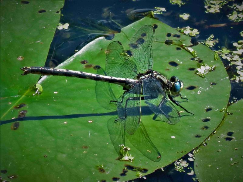 Photo of Horned Clubtail