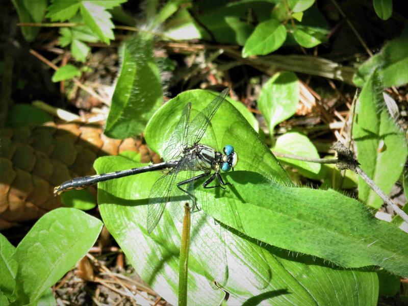 Photo of Lilypad Clubtail
