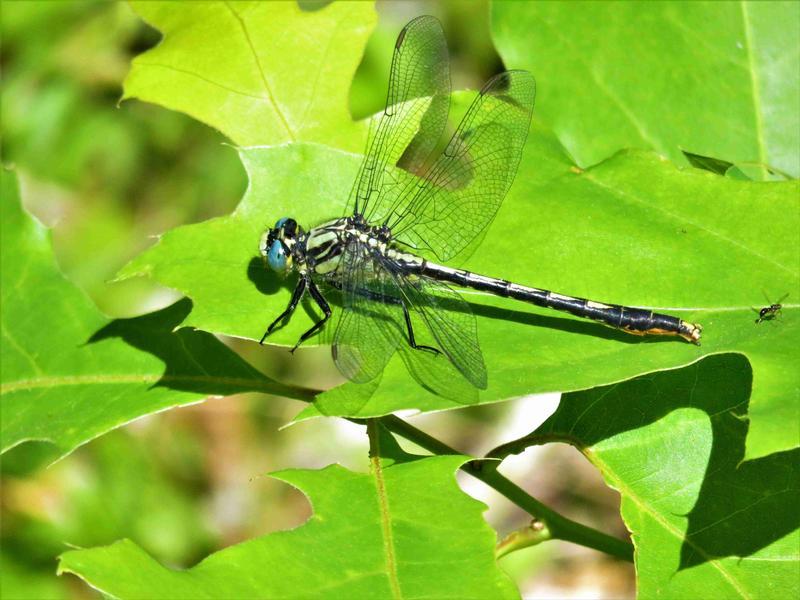 Photo of Lilypad Clubtail