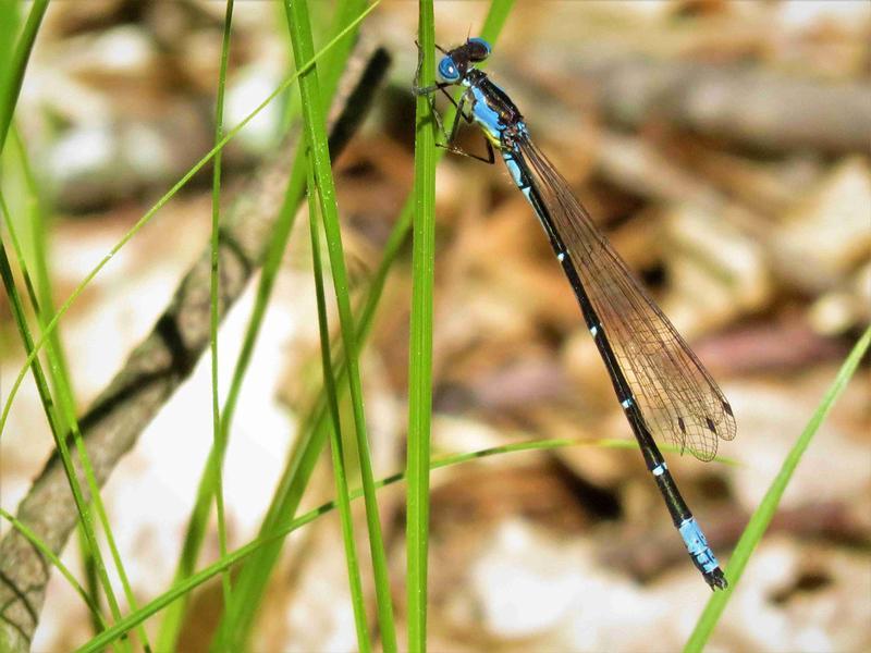 Photo of Aurora Damsel