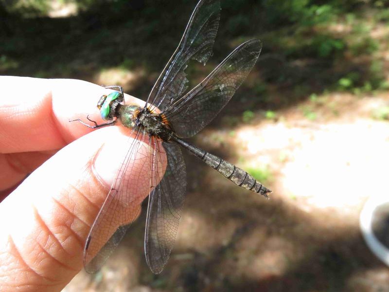 Photo of American Emerald