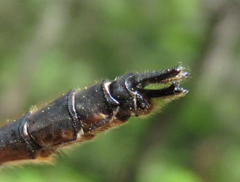 Photo of American Emerald