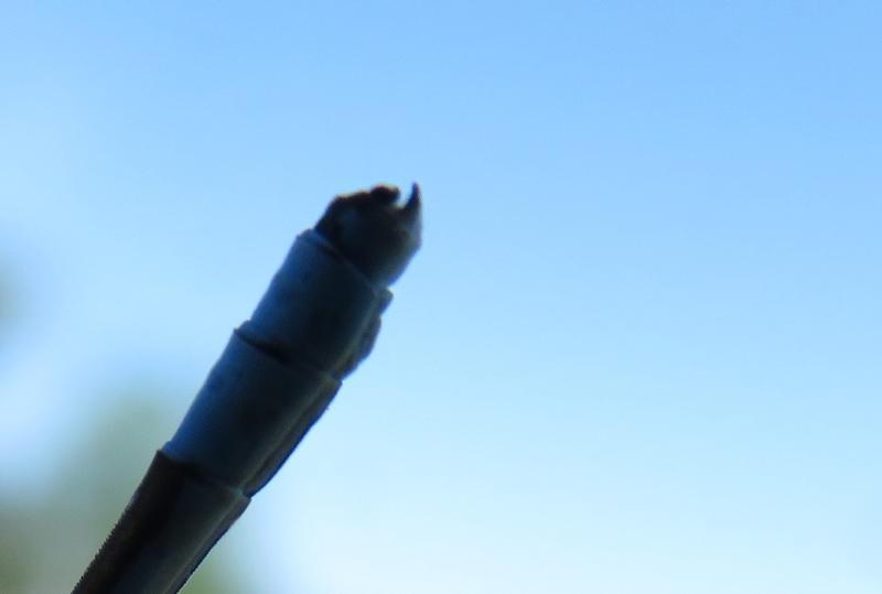 Photo of Northern Bluet