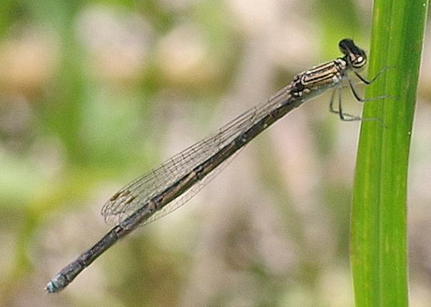 Photo of Double-striped Bluet