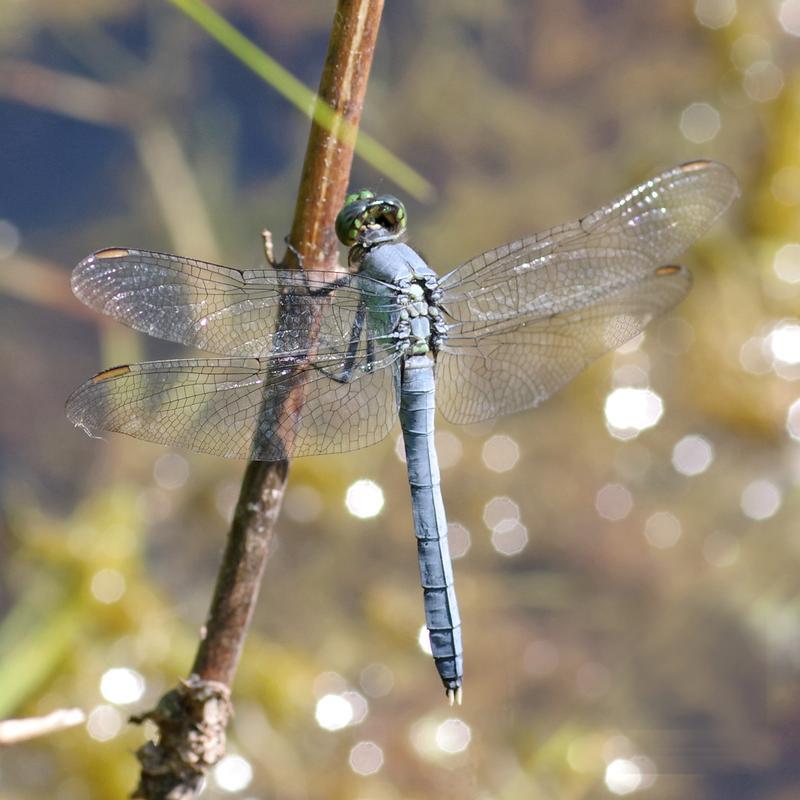 Photo of Eastern Pondhawk