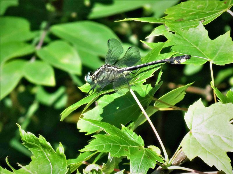 Photo of Midland Clubtail