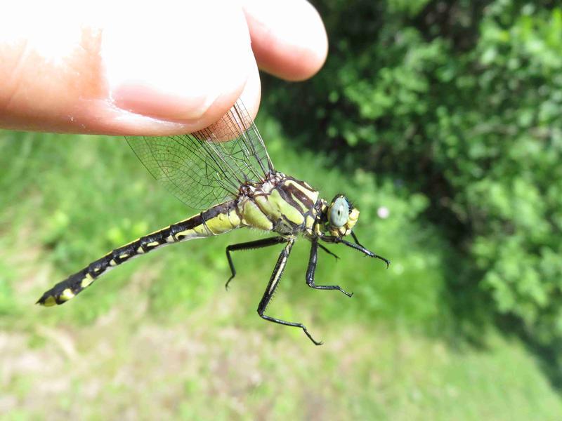 Photo of Midland Clubtail