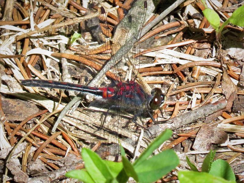 Photo of Crimson-ringed Whiteface
