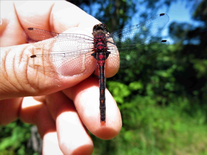 Photo of Crimson-ringed Whiteface