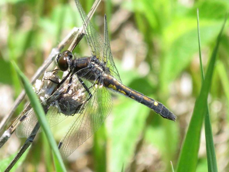 Photo of Dot-tailed Whiteface