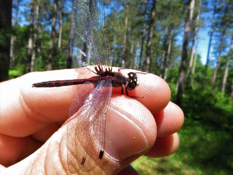 Photo of Hudsonian Whiteface