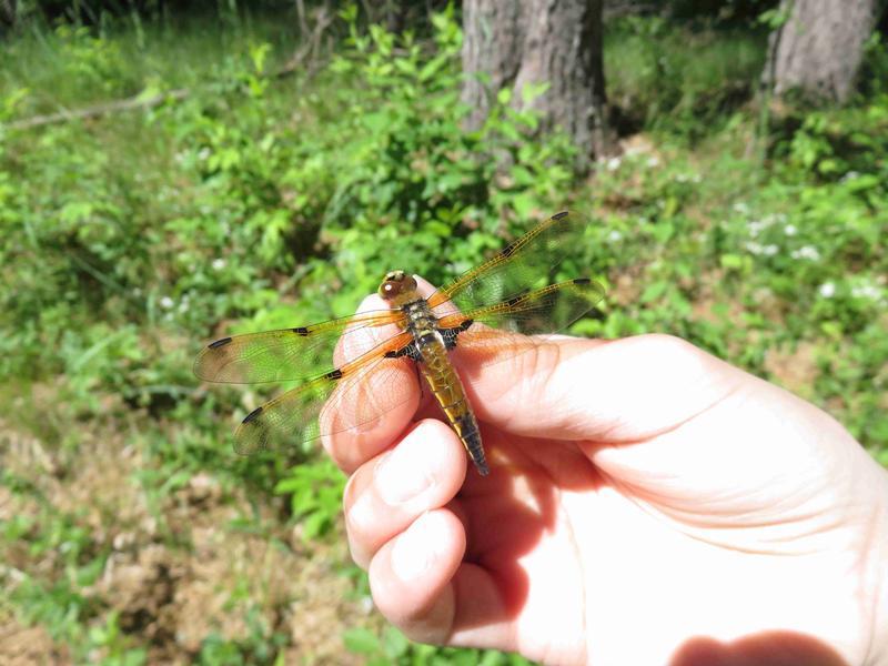 Photo of Four-spotted Skimmer