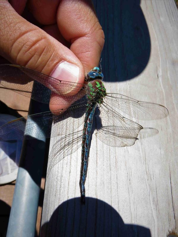 Photo of Cyrano Darner