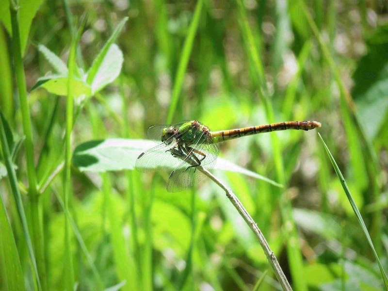 Photo of Rusty Snaketail