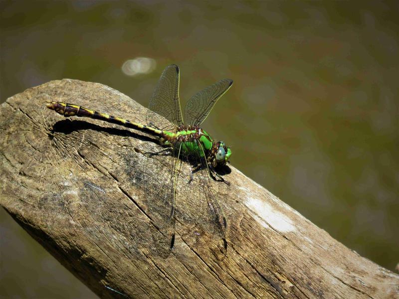 Photo of Sioux Snaketail