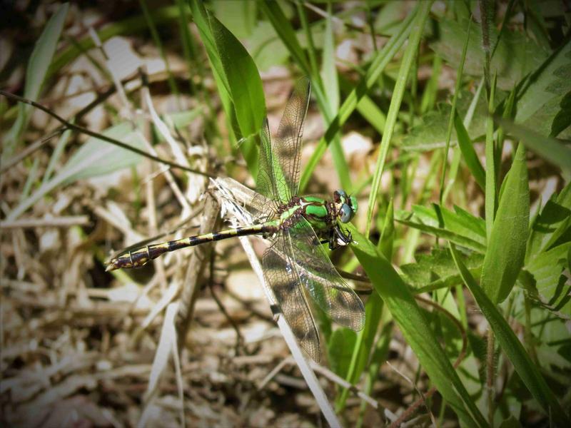 Photo of Sioux Snaketail