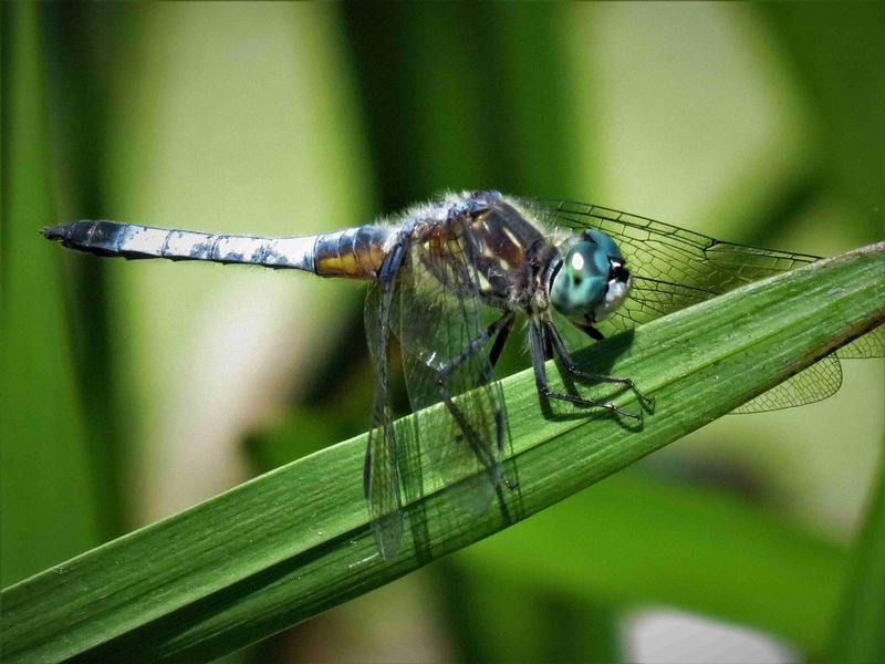 Photo of Blue Dasher