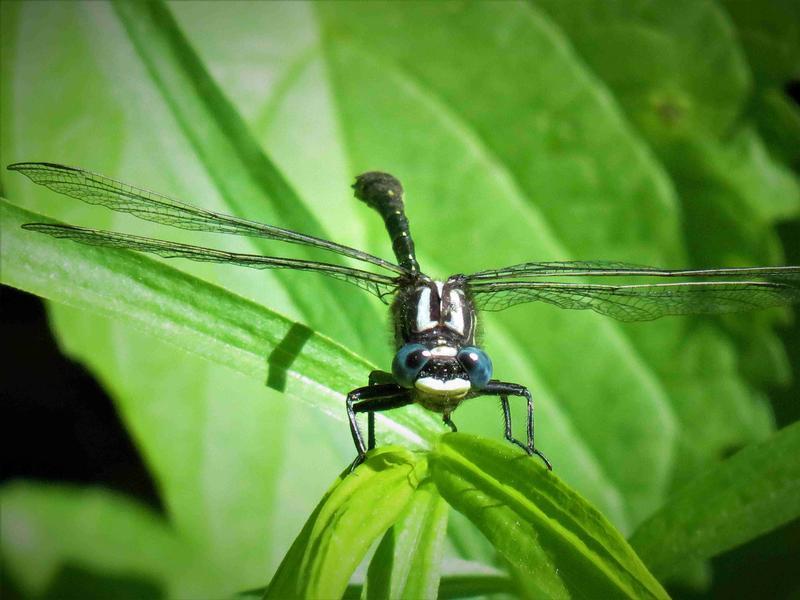 Photo of Rapids Clubtail